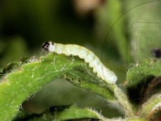 Orthosia cerasi I_доросшая